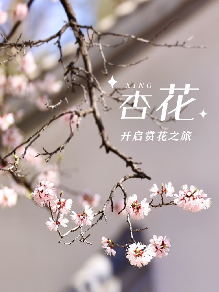 追花指南第六期！杏花雨 楊柳風(fēng) 北京最美的杏花在這里