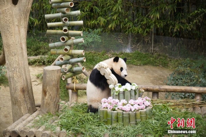 資料圖：旅韓大熊貓“福寶”。<a target='_blank' href='/'><p  align=