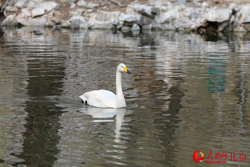 北京動(dòng)物園水禽湖上，水鳥游弋其中，傳遞春的消息。人民網(wǎng) 尹星云攝