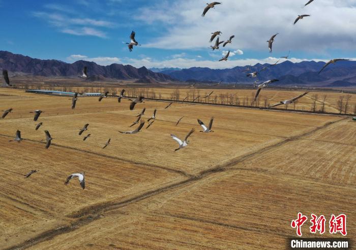 圖為黑頸鶴在拉薩市林周縣境內(nèi)飛翔?！∝暩聛硭?攝