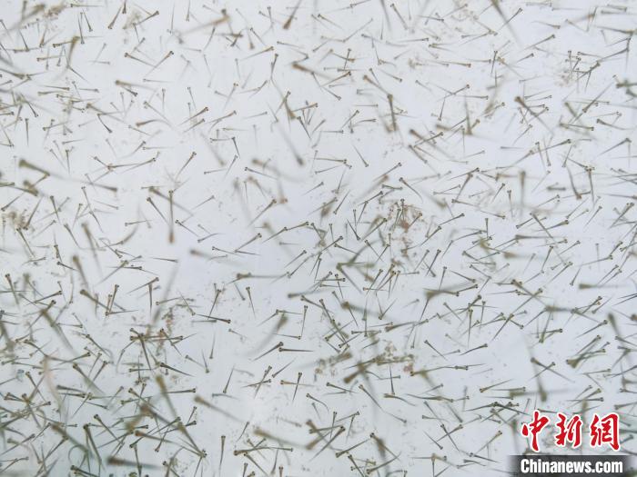 圖為魚苗?！?zhí)砀?攝
