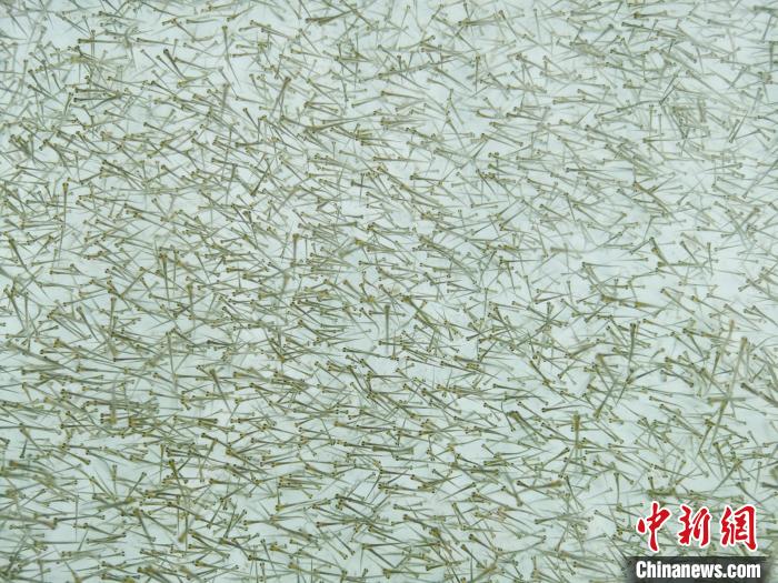圖為密集培育的魚苗?！?zhí)砀?攝