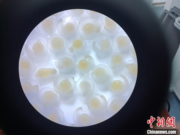 圖為顯微鏡下的魚卵?！∏嗪：沲幘茸o(hù)中心 供圖