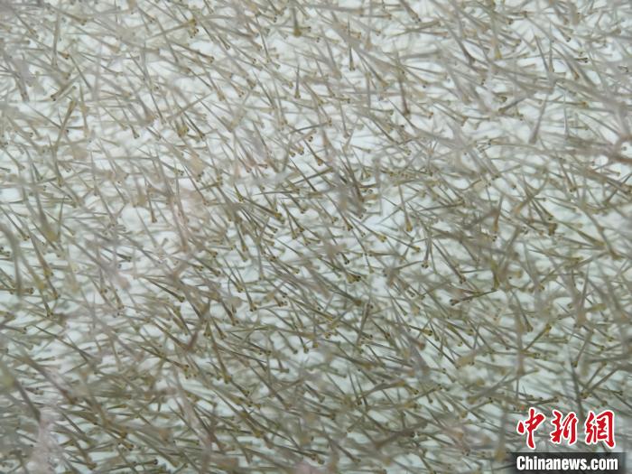 圖為密集分布的魚苗?！?zhí)砀?攝