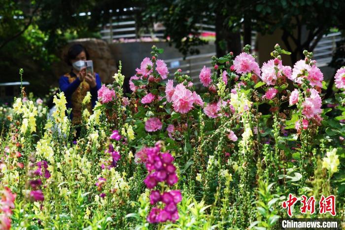 圖為市民在西寧園林植物園內(nèi)賞花拍照?！●R銘言 攝