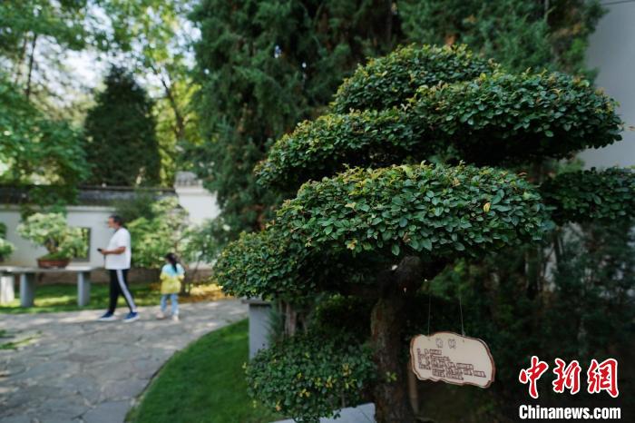 圖為在西寧園林植物園內(nèi)，造型奇特的盆景吸引市民?！●R銘言 攝