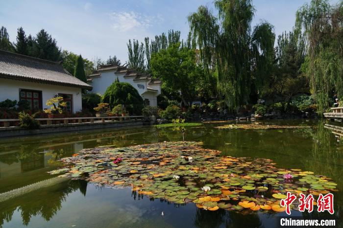 圖為西寧園林植物園秋日風(fēng)景別有韻味。　馬銘言 攝