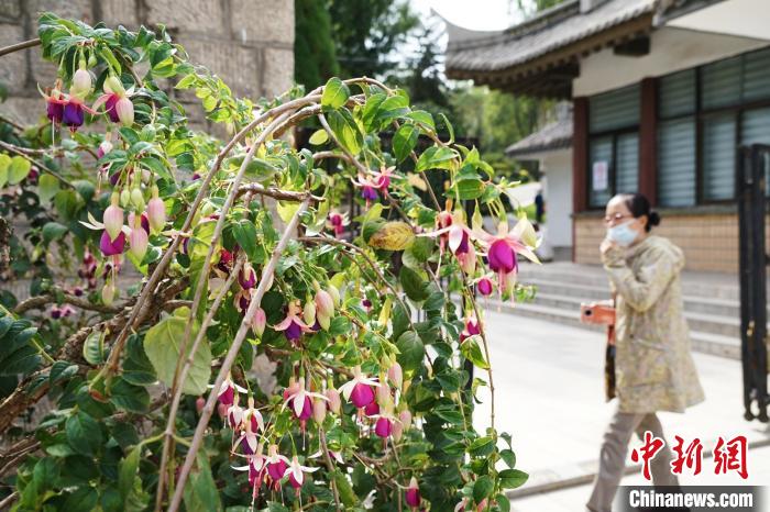 圖為市民在西寧園林植物園內(nèi)觀賞花卉?！●R銘言 攝
