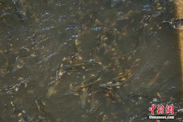 資料圖：圖為今年5月底到8月初，青海湟魚洄游產(chǎn)卵 馬銘言攝