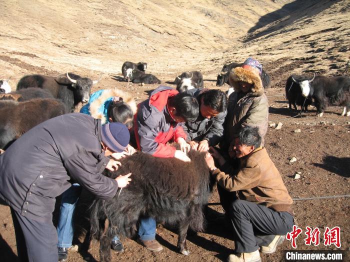 資料圖為研究團隊在青南高原地區(qū)開展了牦牛寄生蟲病流行病學和防治技術(shù)研究。　 青海省畜牧獸醫(yī)科學院供圖