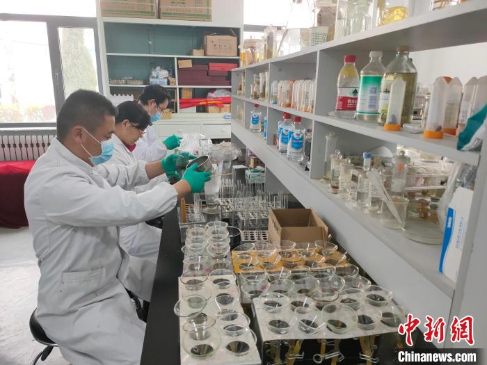 資料圖為研究團隊進行樣本檢查?！?青海省畜牧獸醫(yī)科學院供圖
