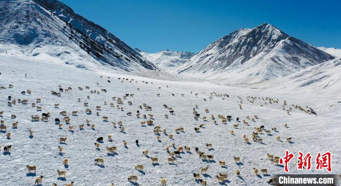 圖為羊群在雪地里覓食?！《继m縣融媒體中心供圖
