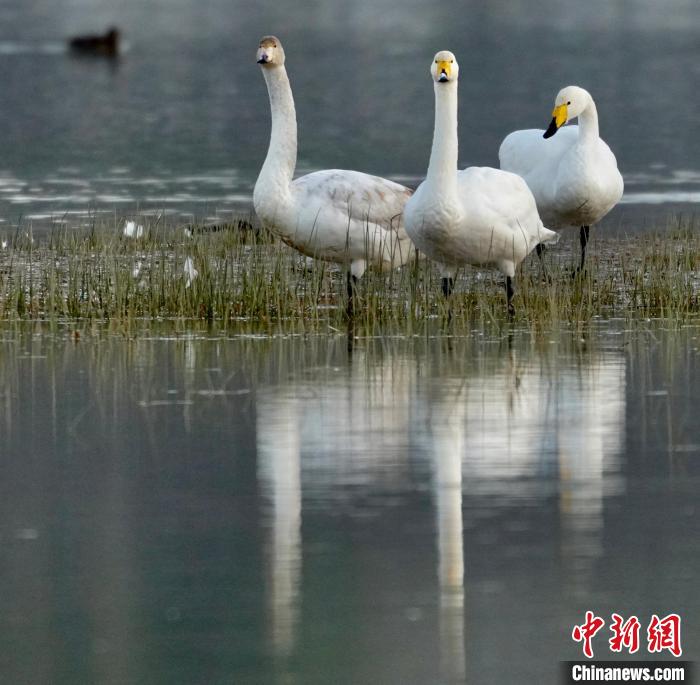 圖為三只大天鵝?！±钣穹?攝