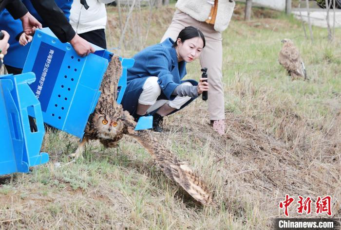 圖為西寧野生動(dòng)物園救護(hù)的雕鸮在西寧市放歸大自然?！●R銘言 攝