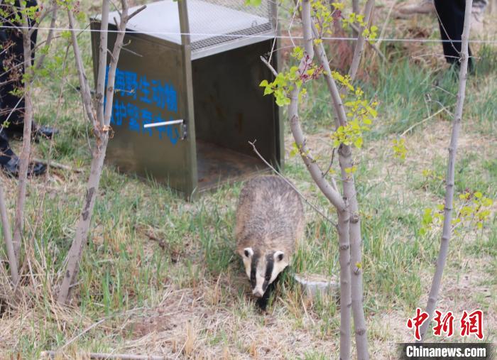 圖為西寧野生動(dòng)物園救護(hù)的狗獾在西寧市放歸大自然?！●R銘言 攝