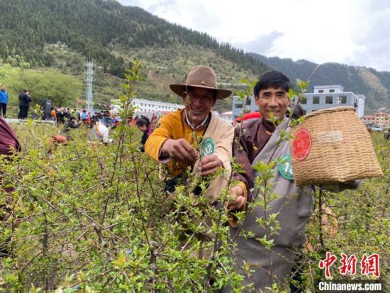 圖為當?shù)剞r(nóng)牧民進行藏雪茶采摘比賽。　王劍輝 攝
