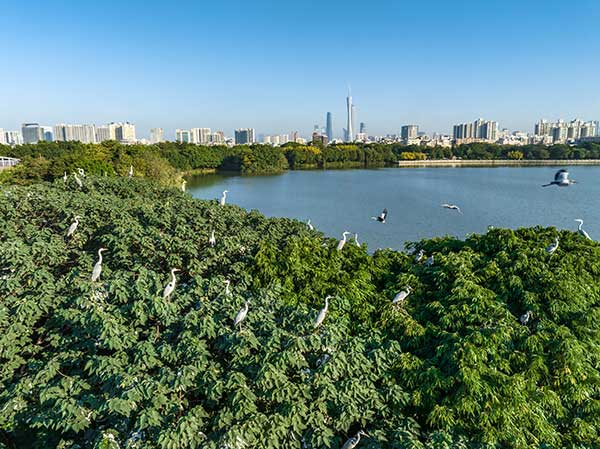 廣州海珠國(guó)家濕地公園一角。公園供圖