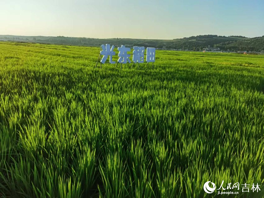 光東村稻田風景美如畫（資料圖片）。人民網(wǎng)記者 王海躍攝