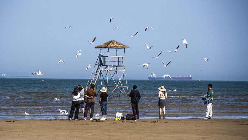2024年5月12日，河北秦皇島，北戴河鴿子窩公園成群海鷗在天空中自由翱翔，與大海、藍天構(gòu)成了一幅美麗的畫卷。