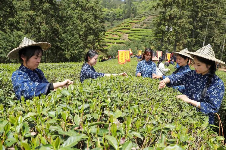 2025年4月13日，福建武夷山市星村鎮(zhèn)朝陽村茶農在生態(tài)茶園展示采茶。新華社發(fā)（邱汝泉 攝）