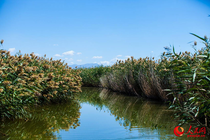 經(jīng)過治理的烏梁素海風景秀美，蘆葦搖曳生姿。人民網(wǎng) 孟佳澍攝