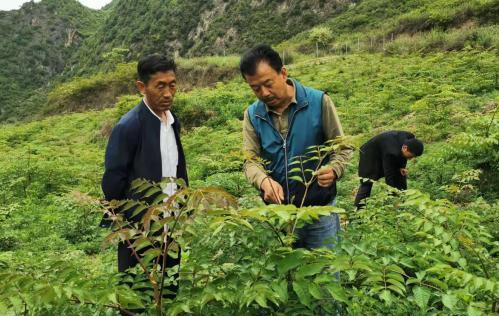 圖為張金利調(diào)研適合阿拉村種植的農(nóng)作物，經(jīng)過不斷改良技術(shù)后，產(chǎn)量大大提高。(資料圖)甘肅省水利廳供圖