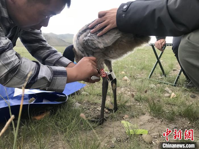 圖為研究人員為黑頸鶴佩戴GPS跟蹤設(shè)備。祁連山國家公園青海省管理局供圖