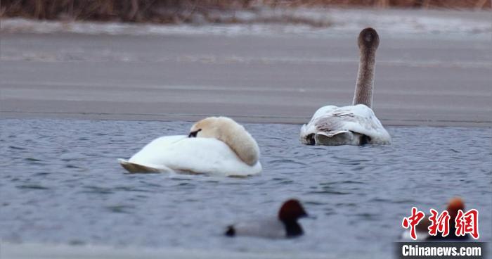 圖為疣鼻天鵝水面休憩?！∏嗪?guó)家公園觀鳥(niǎo)協(xié)會(huì)供圖 攝