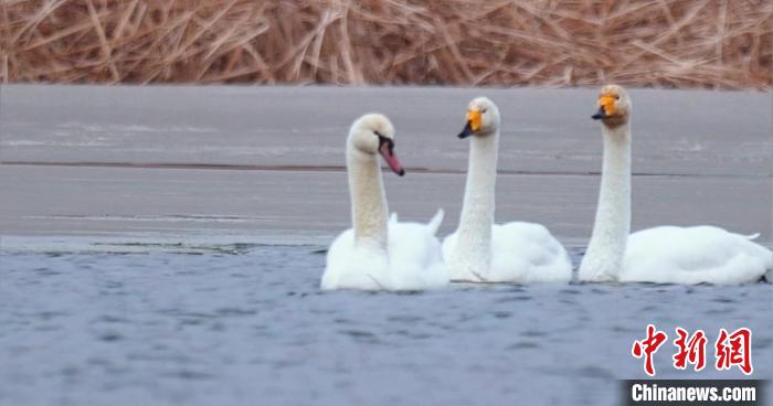 圖為疣鼻天鵝與大天鵝?！∏嗪?guó)家公園觀鳥(niǎo)協(xié)會(huì)供圖 攝