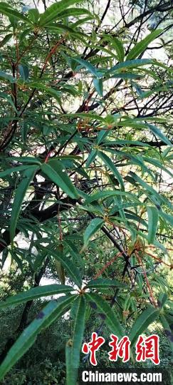 被稱為植物界“大熊貓”的五小葉槭植物?！】刀ㄊ形麄鞑抗﹫D