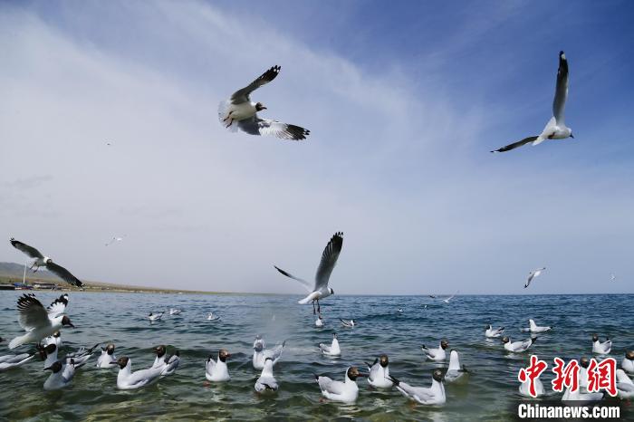 圖為水鳥在青海湖飛翔?！●R銘言 攝