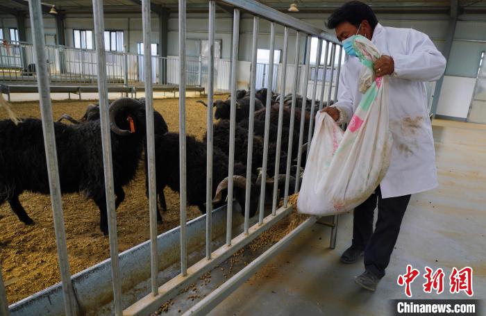 圖為飼養(yǎng)員給黑藏羊喂食?！●R銘言 攝