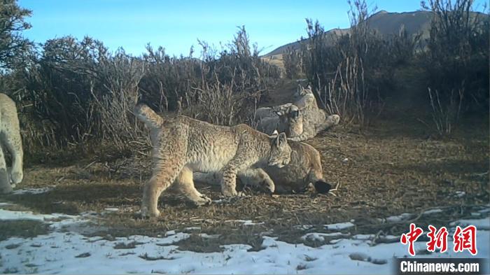圖為紅外相機拍攝到的猞猁?！∑钸B山國家公園青海省管理局供圖