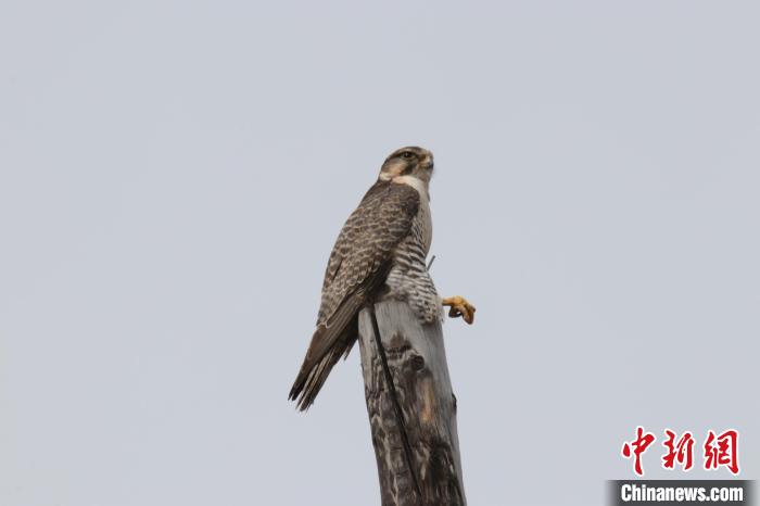 青?，斂珊訃?guó)家濕地公園鳥類監(jiān)測(cè)達(dá)44種