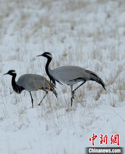 在若爾蓋濕地的蓑羽鶴?！∩袞|機(jī) 攝