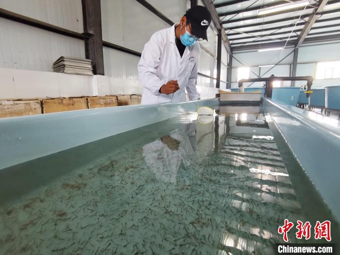 圖為工作人員檢查魚苗?！?zhí)砀?攝