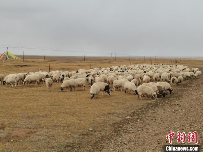 圖為瑪多藏羊?！‖敹嗫h委宣傳部 供圖