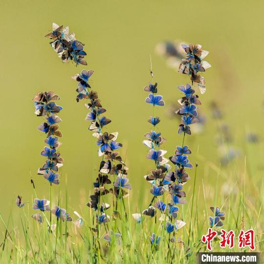 圖為鮑永清的作品《盛開的蝴蝶》。　青海省祁連山自然保護協(xié)會供圖