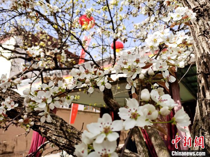 青海尖扎噶達(dá)莊園：百年“后花園”梨花盛開，舉目皆春色
