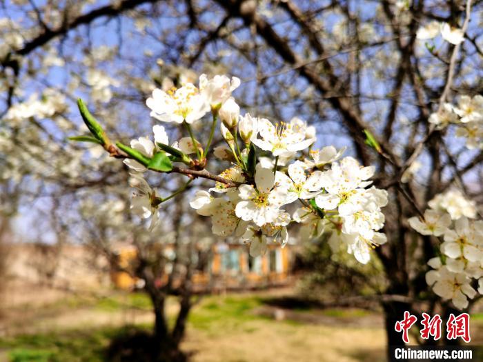 圖為梨花?！?zhí)砀?攝