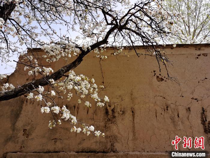 圖為一面土墻旁邊的梨花。　張?zhí)砀?攝