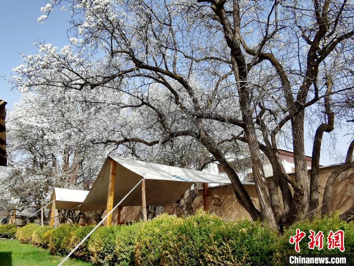 圖為尖扎噶達(dá)莊園內(nèi)的梨花?！?zhí)砀?攝