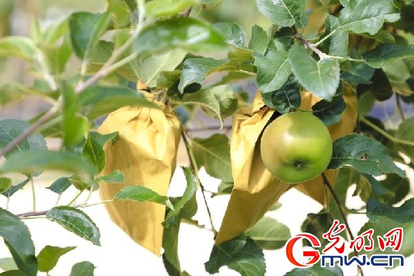 我們的家園｜小蘋果帶動(dòng)大產(chǎn)業(yè)，帶你看看這座阿壩州小村的鄉(xiāng)村振興新模式
