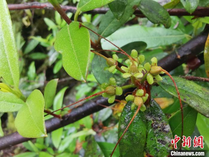 圖為折萼杜鵑果實(shí)圖?！≈锌圃豪ッ髦参镅芯克峁? oldsrc=