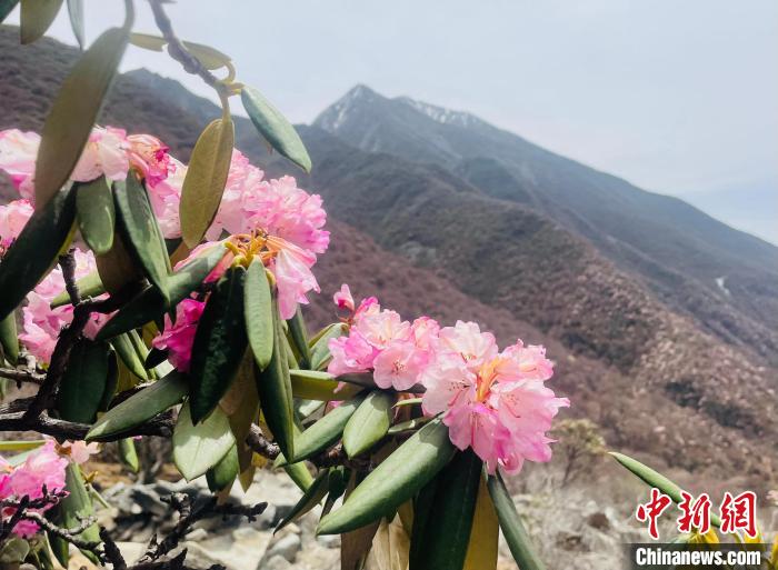 近日，西藏自治區(qū)山南市加查縣索囊溝的杜鵑花競相綻放?！∪轿木?攝