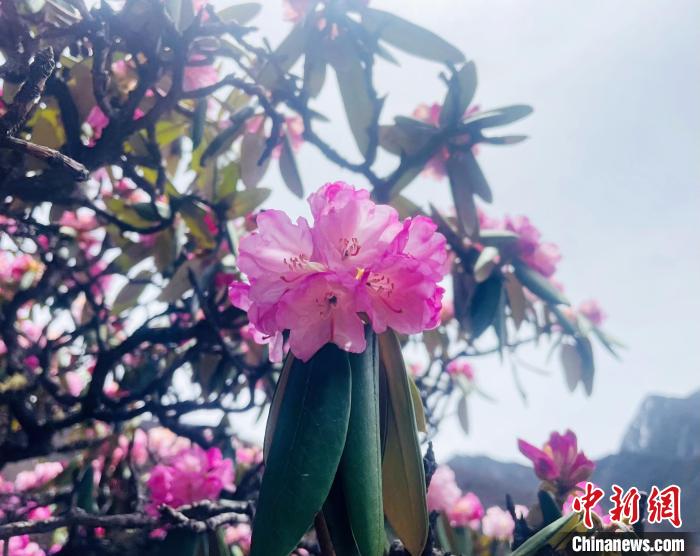近日，西藏自治區(qū)山南市加查縣索囊溝的杜鵑花競相綻放。　冉文娟 攝