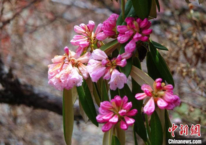 近日，西藏自治區(qū)山南市加查縣索囊溝的杜鵑花競相綻放?！∪轿木?攝