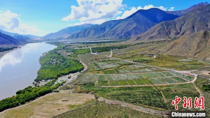 圖為桑日縣葡萄種植基地?！∩侥仙Ｈ湛h委宣傳部提供