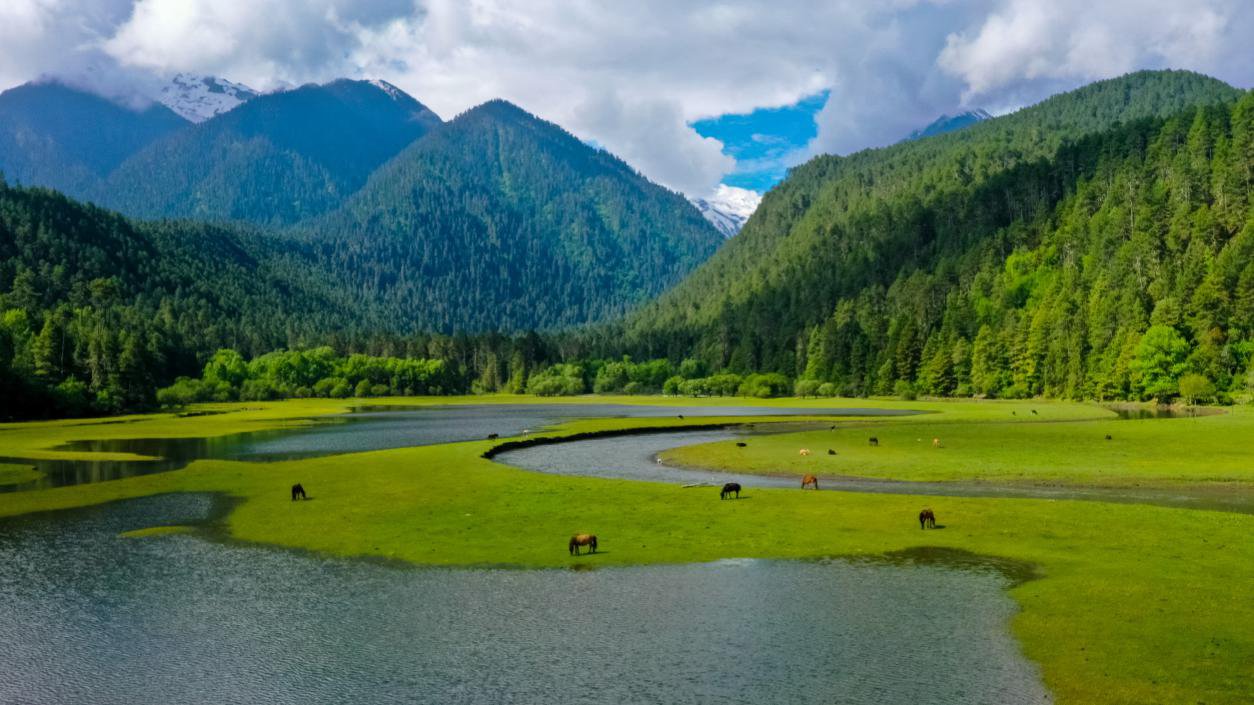 中國(guó)最美十大森林之一崗云杉林。西藏自治區(qū)旅發(fā)廳供圖