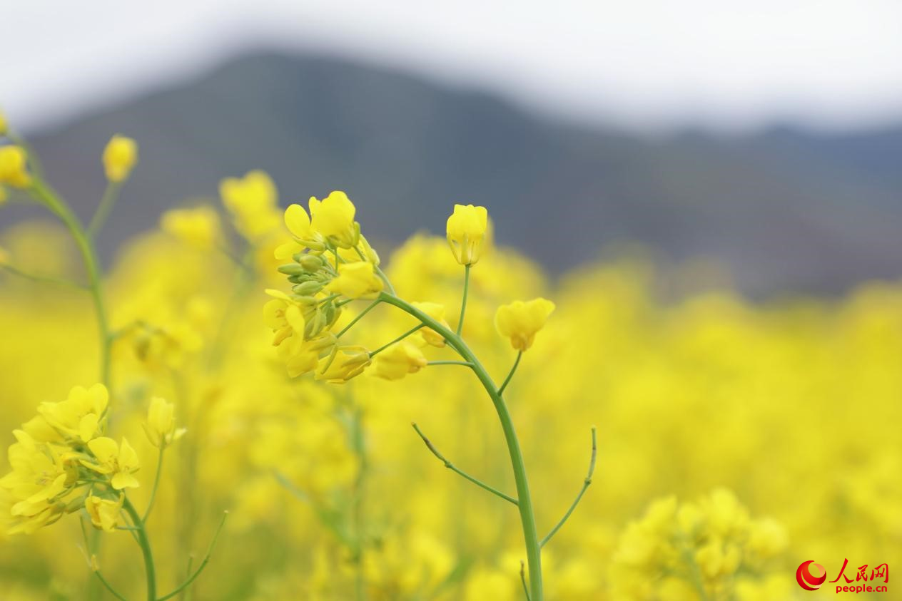 金色油菜花鋪滿(mǎn)大地。 人民網(wǎng) 李海霞攝